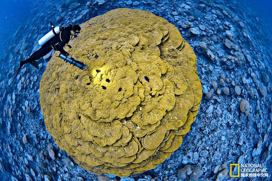 金曼礁國家紀(jì)念區(qū)，太平洋攝影：Brian Skerry，國家地理創(chuàng)意版