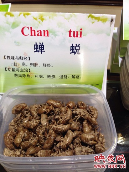你可能沒想到，這個(gè)知了幼蟲退下的皮還是一味藥，對(duì)嗎？