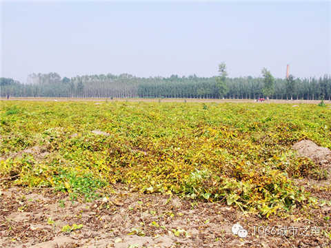一望無際的山藥基地。據(jù)說，一季山藥后，土地需要五年才能恢復(fù)。
