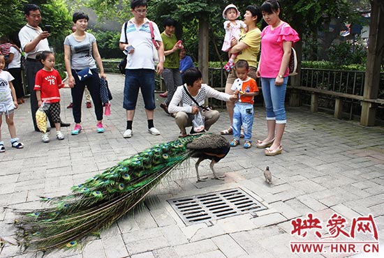 “大鳥(niǎo)”與“小鳥(niǎo)”和游客互動(dòng)