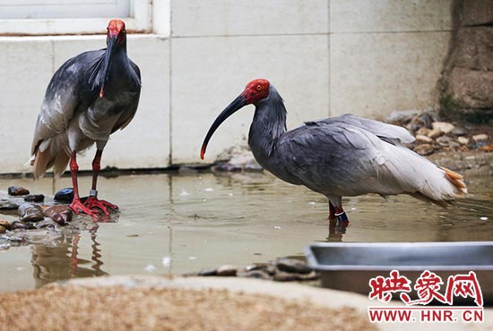 國(guó)家一級(jí)保護(hù)鳥(niǎo)類朱鹮