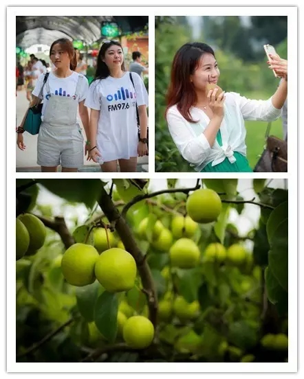 美女與香梨，你更愛哪一個？！
