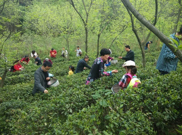 其實(shí)不只是讀書，來到信陽，必品毛尖，摘茶這么優(yōu)雅的事怎能忽略？