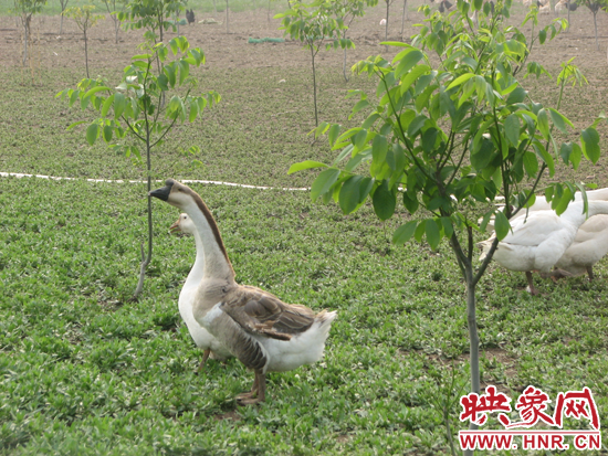 美錦高效農業(yè)園區(qū)推行生態(tài)農業(yè)生產模式,在林間放養(yǎng)蛋雞和珍禽雁鵝