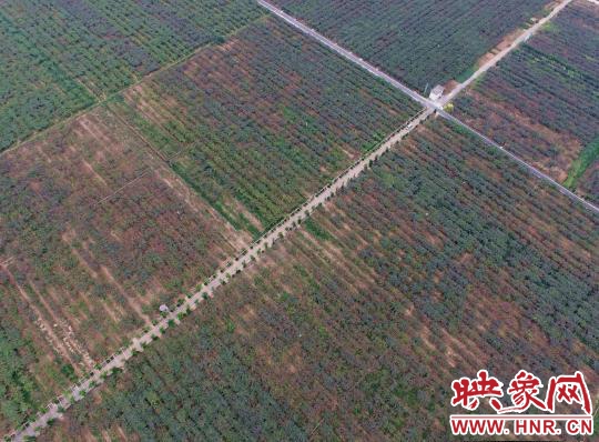 西峽萬(wàn)畝獼猴桃基地豐收在望 俯瞰農(nóng)田縱橫有致