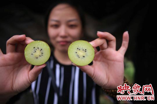 西峽萬(wàn)畝獼猴桃基地豐收在望 俯瞰農(nóng)田縱橫有致