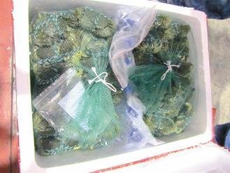  大陸進(jìn)口大閘蟹被檢出禁用的動(dòng)物用藥，已全數(shù)銷毀。 圖片來源：臺(tái)灣《聯(lián)合報(bào)》