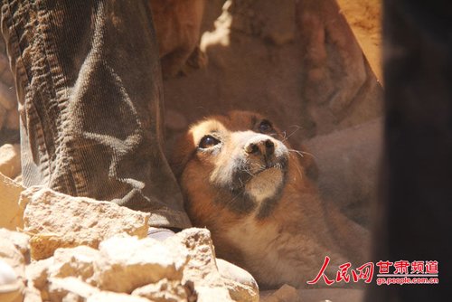探出頭的小黃狗期待地看著救他的人。王生元/攝