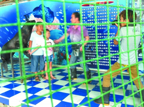 海獅就這樣被飼養(yǎng)員和攝影師擺弄，稍不聽(tīng)話(huà)就會(huì)遭到毒打。