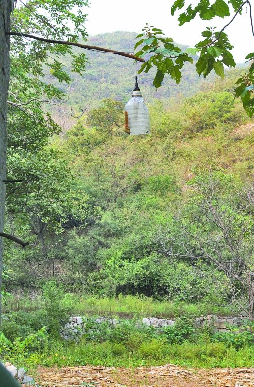 野豬豹子頻擾民 官方稱(chēng)將遷出村民建森林公園