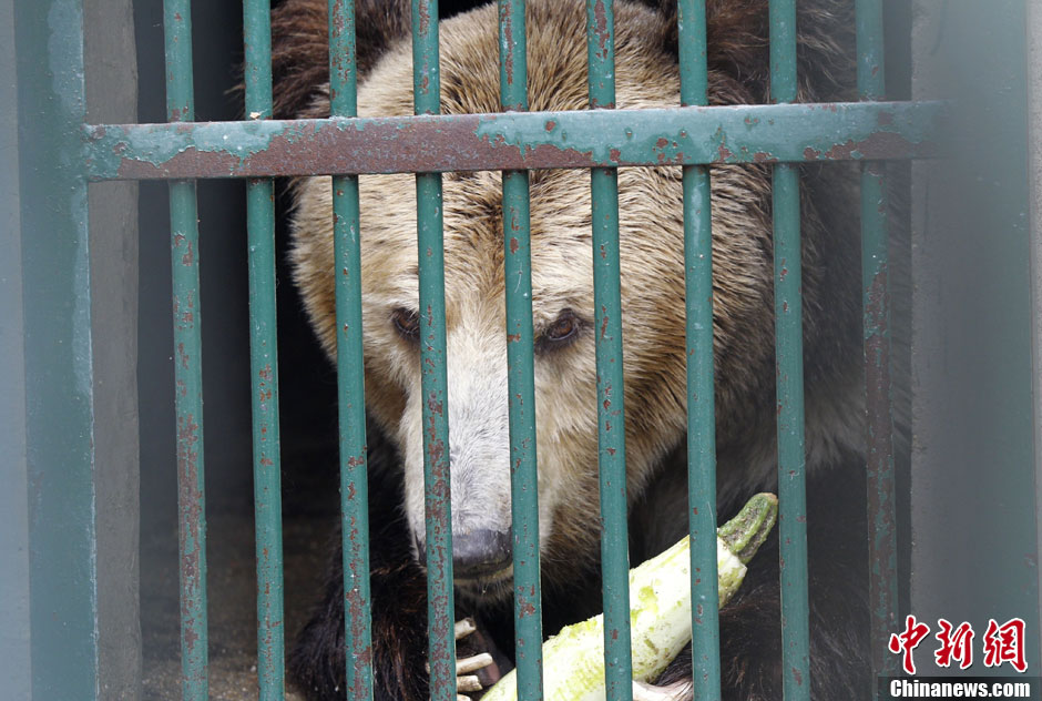 6月19日，河南鄭州，新密市動(dòng)物園咬死飼養(yǎng)員的肇事棕熊被暫押在鄭州動(dòng)物園內(nèi)，該熊“臥室”周圍被三重鋼