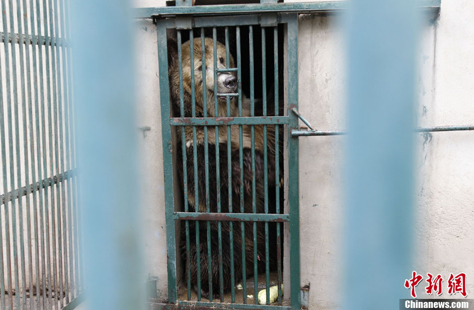 6月19日，河南鄭州，新密市動(dòng)物園咬死飼養(yǎng)員的肇事棕熊被暫押在鄭州動(dòng)物園內(nèi)，該熊“臥室”周圍被三重鋼