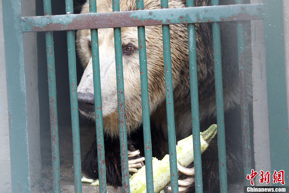 6月19日，河南鄭州，新密市動(dòng)物園咬死飼養(yǎng)員的肇事棕熊被暫押在鄭州動(dòng)物園內(nèi)，該熊“臥室”周圍被三重鋼
