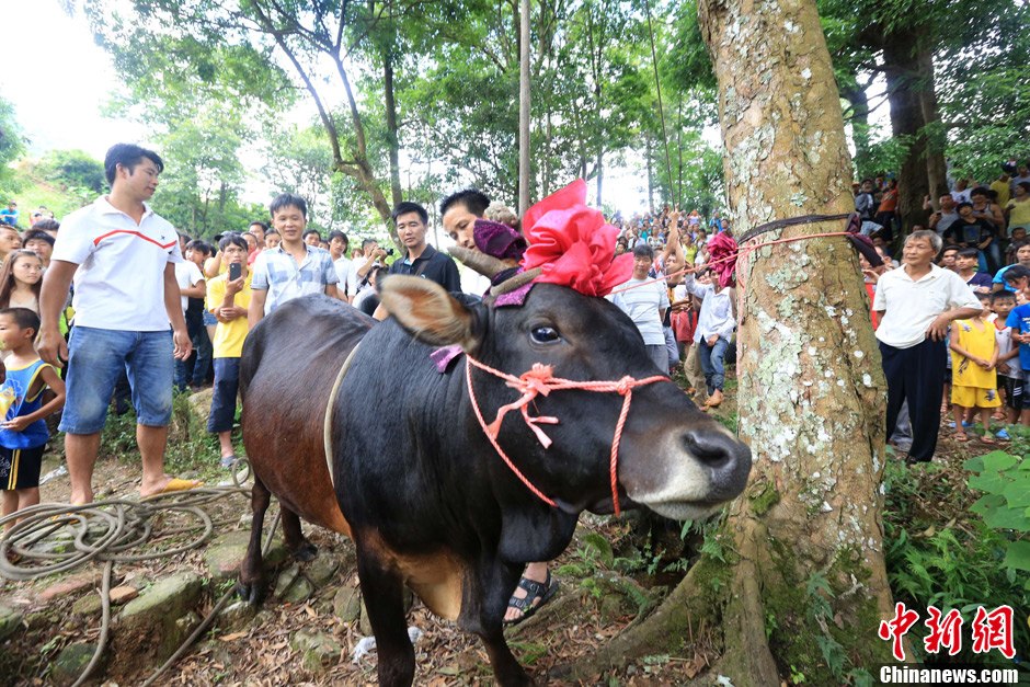 圖為村民給一頭黃牛頭戴上紅花準(zhǔn)備進(jìn)行“牽牛上樹”儀式。 譚凱興 攝