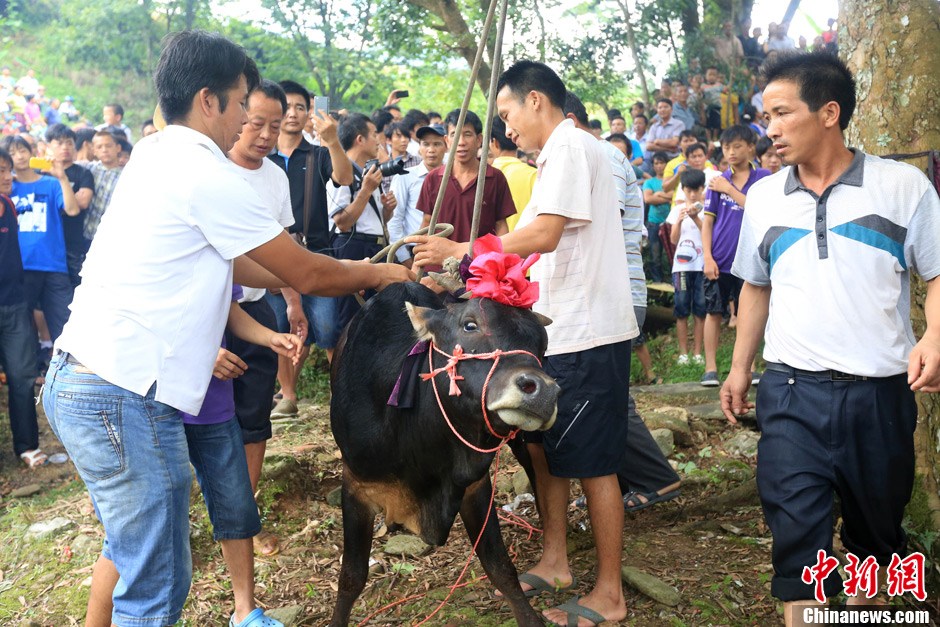 村民給黃牛套上繩索，準(zhǔn)備進(jìn)行儀式。 譚凱興 攝