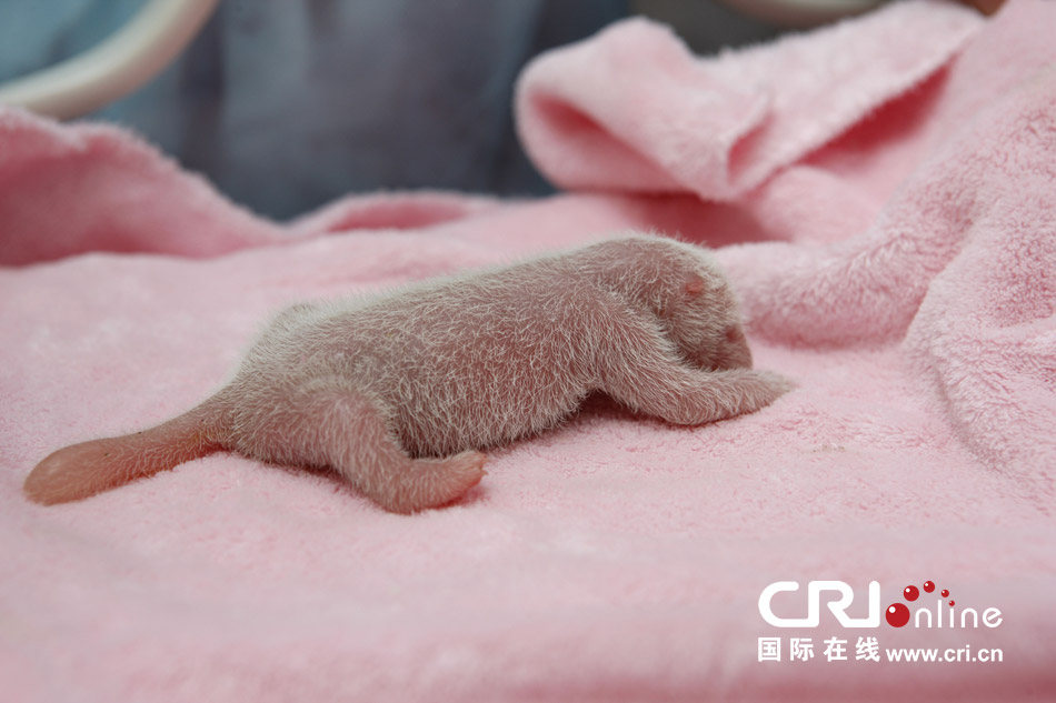 2013年7月11日，成都大熊貓繁育研究基地月亮產(chǎn)房，新生大熊貓寶寶在育嬰箱里憨態(tài)可掬。