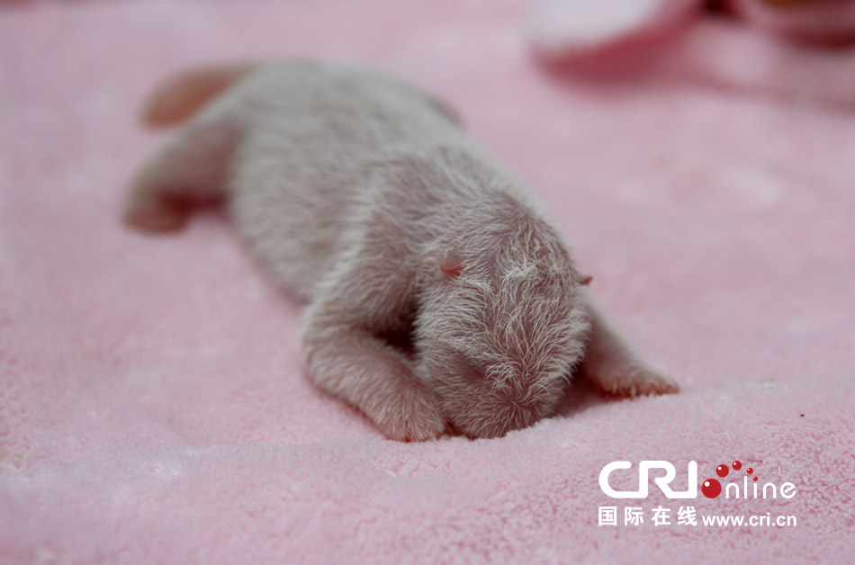 2013年7月11日，成都大熊貓繁育研究基地月亮產(chǎn)房，新生大熊貓寶寶在育嬰箱里憨態(tài)可掬。