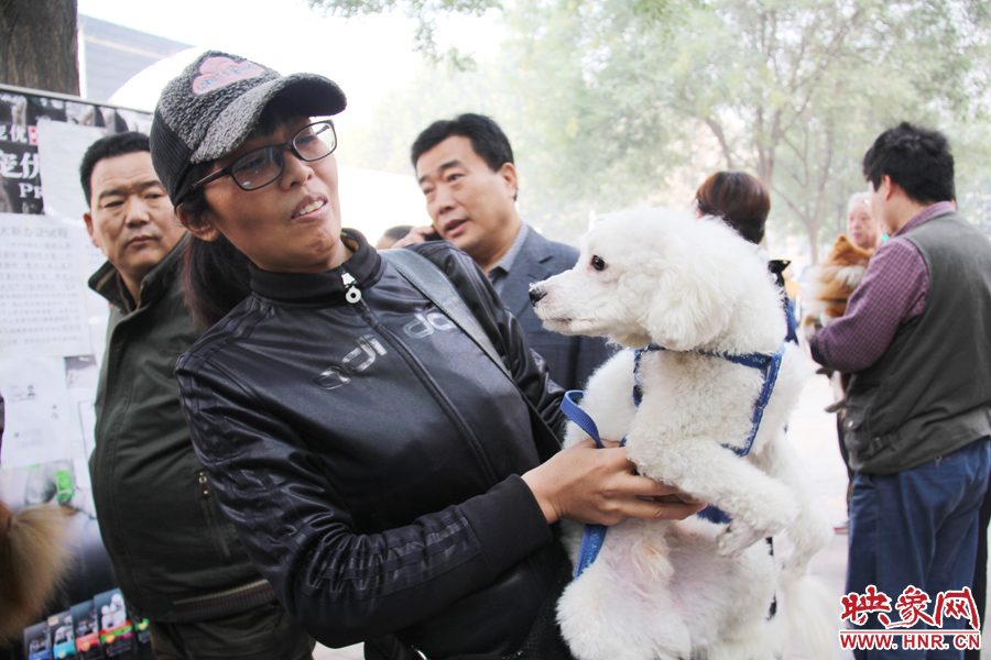 一只貴賓犬在賣萌。