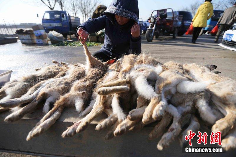 圖為12月14日，104國道靜?？h城附近，家養(yǎng)的大雁和野鴨被擺在一起售賣。田寶希 攝 圖片來源：CF