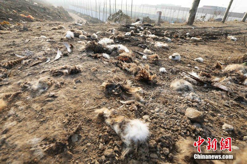 圖為12月1日，104國道靜?？h城附近，野兔的皮毛內(nèi)臟等殘留物散落一地，寒風(fēng)中飄著一股刺鼻的酸臭味。