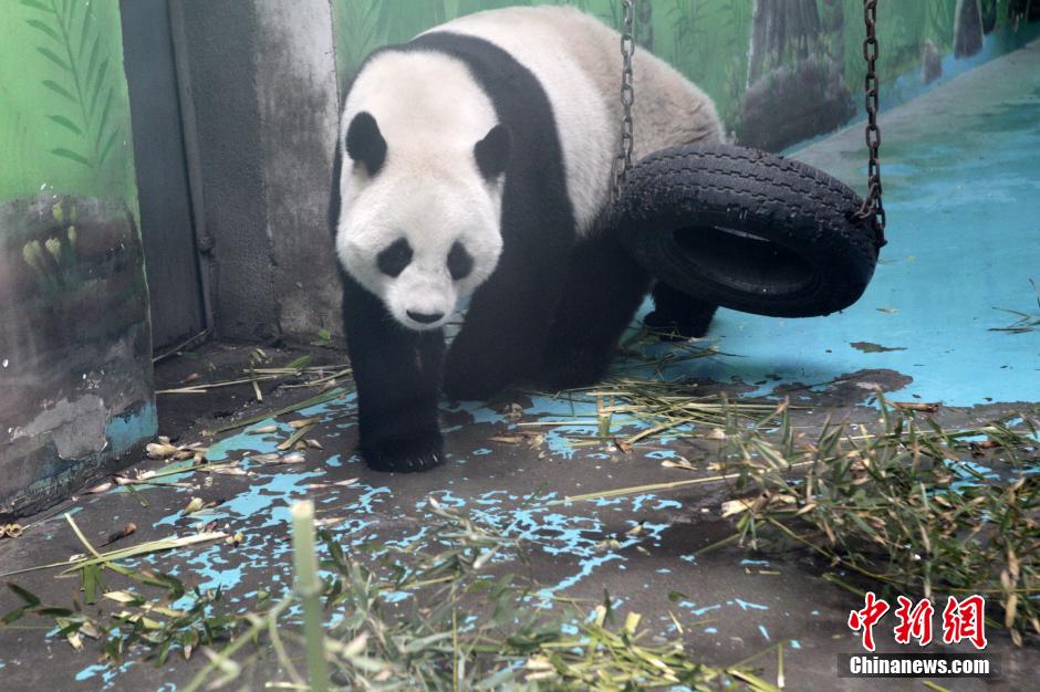 　3月17日，河南鄭州動(dòng)物園內(nèi)的大熊貓“龍昇”。