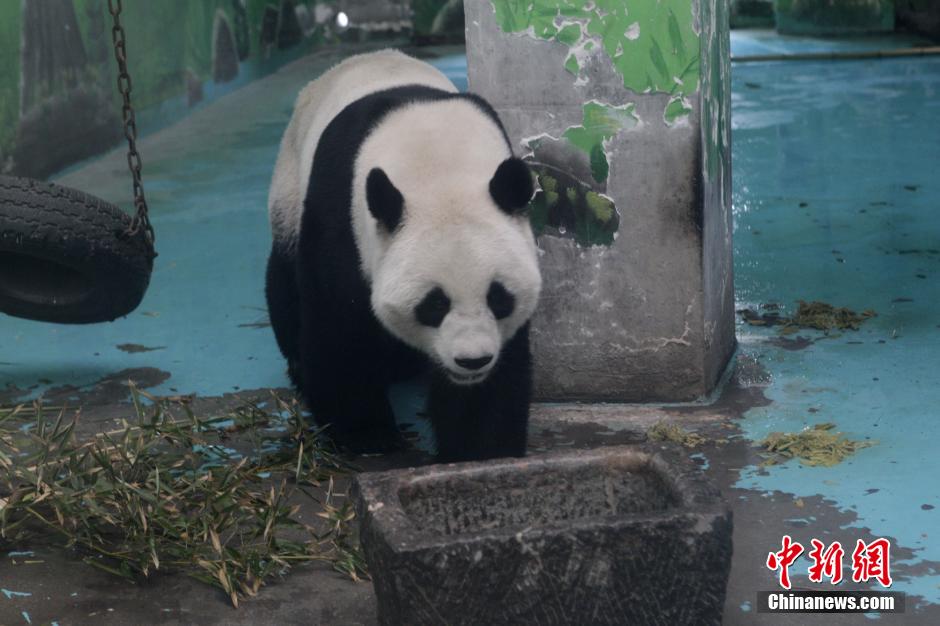 3月17日，河南鄭州動(dòng)物園內(nèi)的大熊貓“龍昇”。