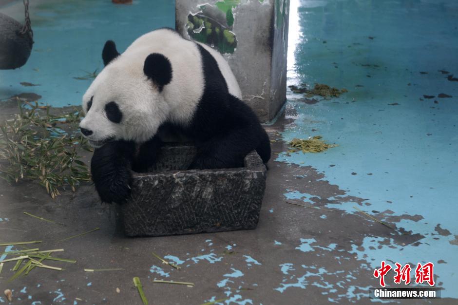 3月17日，河南鄭州動(dòng)物園內(nèi)的大熊貓“龍昇”。