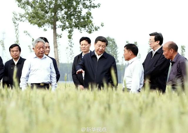 習(xí)近平走進(jìn)糧田,看麥穗灌漿,問農(nóng)田建設(shè)。