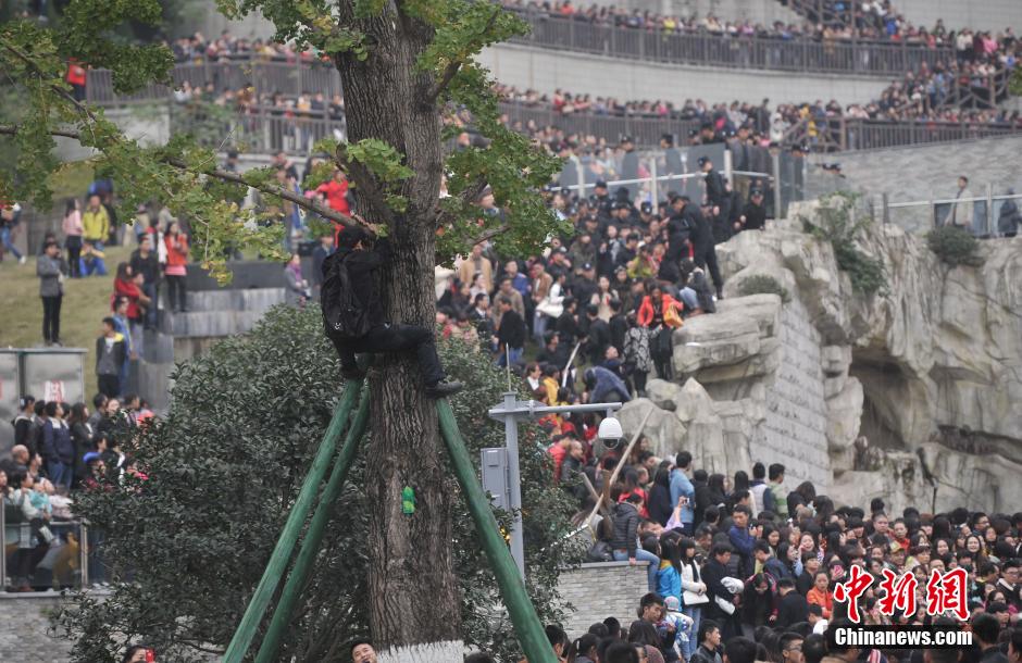 重慶一市民為占據(jù)有利位置，爬上銀杏樹觀看自己喜歡的明星。