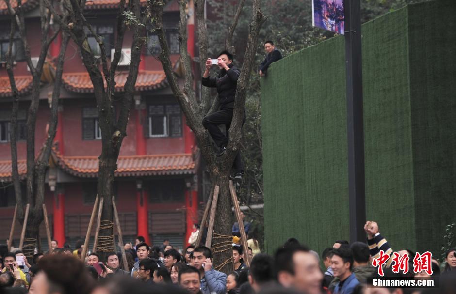 重慶一市民為占據(jù)有利位置，爬上銀杏樹觀看自己喜歡的明星。