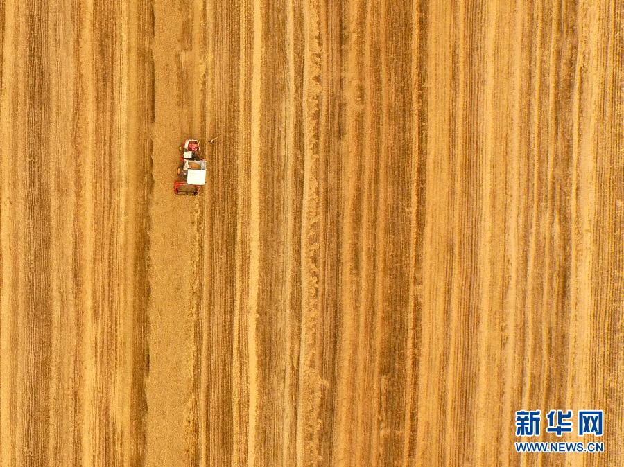 這是5月28日在河南省南陽市唐河縣甘河灣村航拍的麥?zhǔn)宅F(xiàn)場。