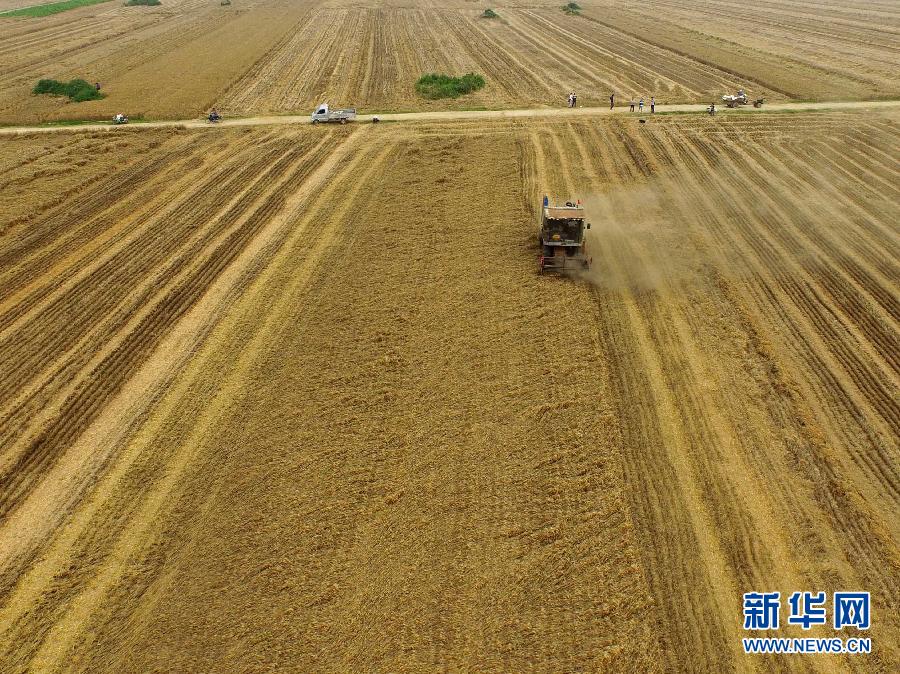 這是5月28日在河南省南陽市唐河縣甘河灣村航拍的麥?zhǔn)宅F(xiàn)場。