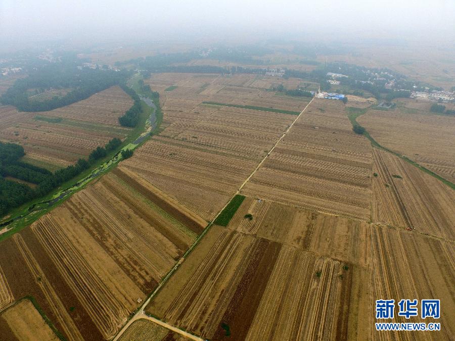 這是5月28日在河南省南陽市唐河縣甘河灣村航拍的麥?zhǔn)宅F(xiàn)場。