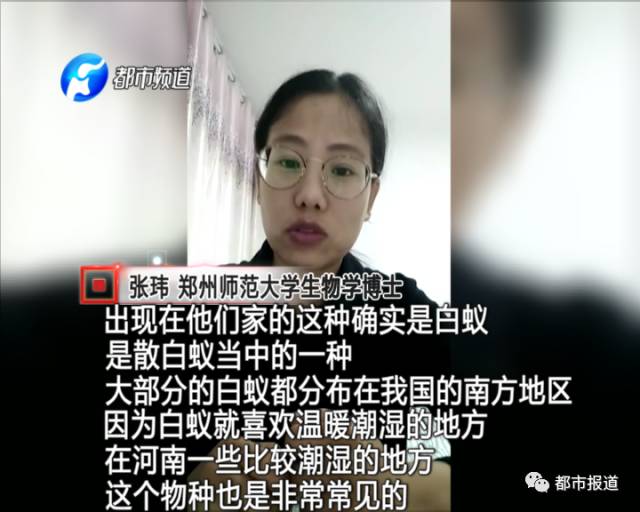 蟻族大軍入侵！十幾萬裝修的新家被“吃掉”