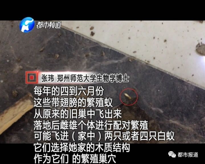 蟻族大軍入侵！十幾萬裝修的新家被“吃掉”