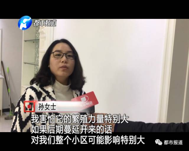 蟻族大軍入侵！十幾萬裝修的新家被“吃掉”