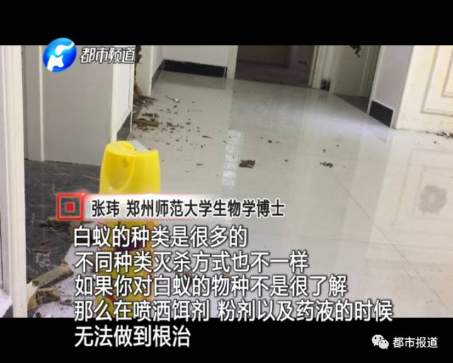 蟻族大軍入侵！十幾萬裝修的新家被“吃掉”