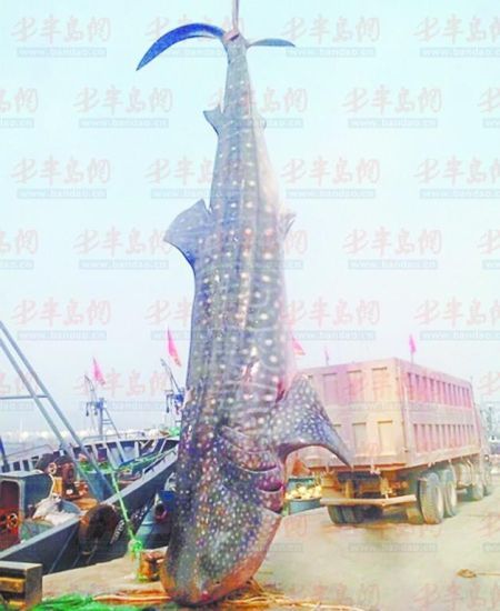 9月8日，日照漁民捕獲的重達10余噸的鯨鯊。(照片來自大眾網(wǎng))