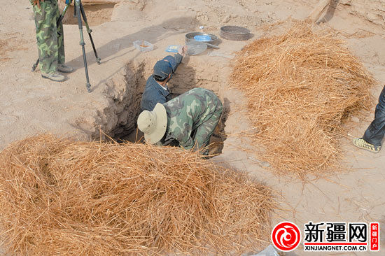 考古人員正在清理麥稈。（圖由中國科學(xué)院人文學(xué)院科技室與科技考古系提供）
