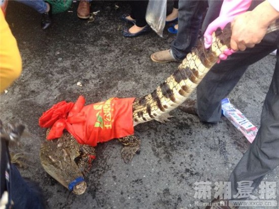 車上的鱷魚(yú)爬上路面。記者 向帥