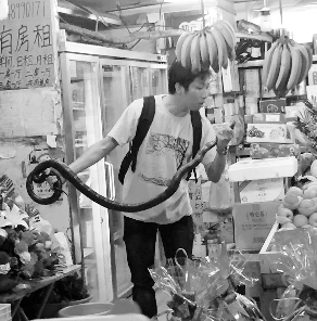 捕蛇專家張亮抓住眼鏡王蛇。信息時(shí)報(bào)記者 康健 翻拍