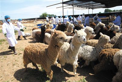 昨日，由智利進口的946頭羊駝，被運抵大興一動物檢疫隔離場進行檢驗檢疫。記者 王貴彬 攝
