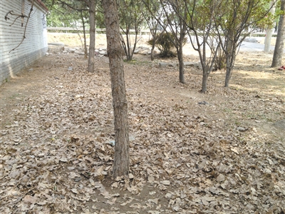昨日，李偉被捆綁的松樹(shù)下地皮裸露。