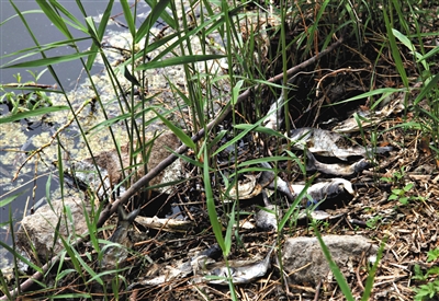 南沙河中漂浮著大量生活垃圾和腐爛水草等物，岸邊出現(xiàn)大量死魚。新京報(bào)記者郭鐵流攝