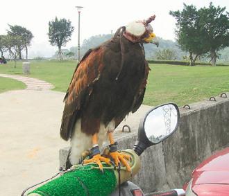 闖禍的老鷹則被主人戴上頭套，以鐵鏈鎖在摩托車的車頭上“罰站”/臺灣《聯(lián)合報》圖