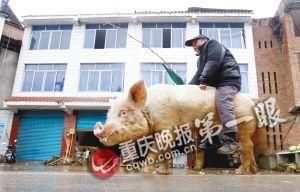 蔣大爺騎著他的種豬出門，回頭率很高。