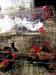 銷量大不如前，近期可能漲價
