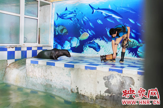 圖為飼養(yǎng)員和海獅。