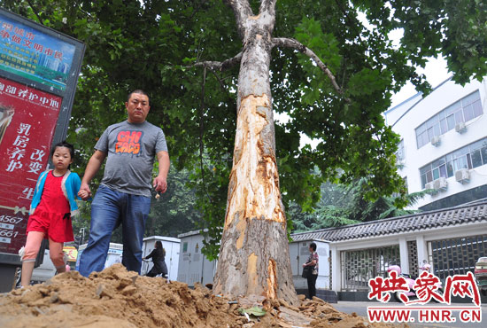 大樹(shù)根部翹起，歪向人行道邊。