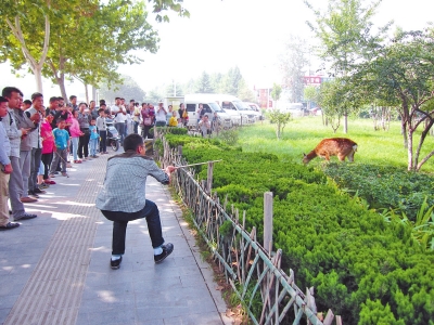 工作人員悄悄走近梅花鹿，準(zhǔn)備發(fā)射麻醉針。